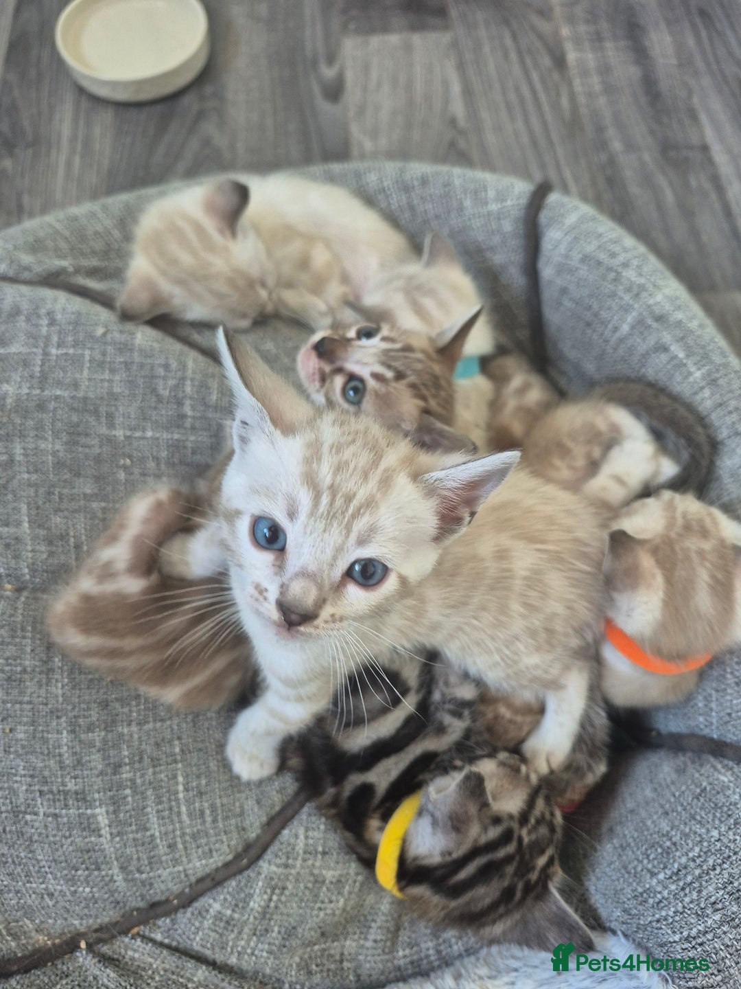 Bengal cats for sale: TICA large/clouded rosettes snow bengal kittens  - Image 27