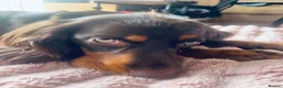 Cocker Spaniel dogs for sale: cocker spaniel for rehome in Ferryhill - Advert 8