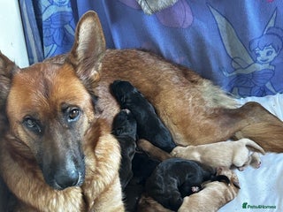 Mixed Breed dogs GSD x Lab - Advert 6