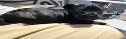 Mixed Breed dogs for sale: Frorkie puppies miniature frenchie/yorkie - Advert 17