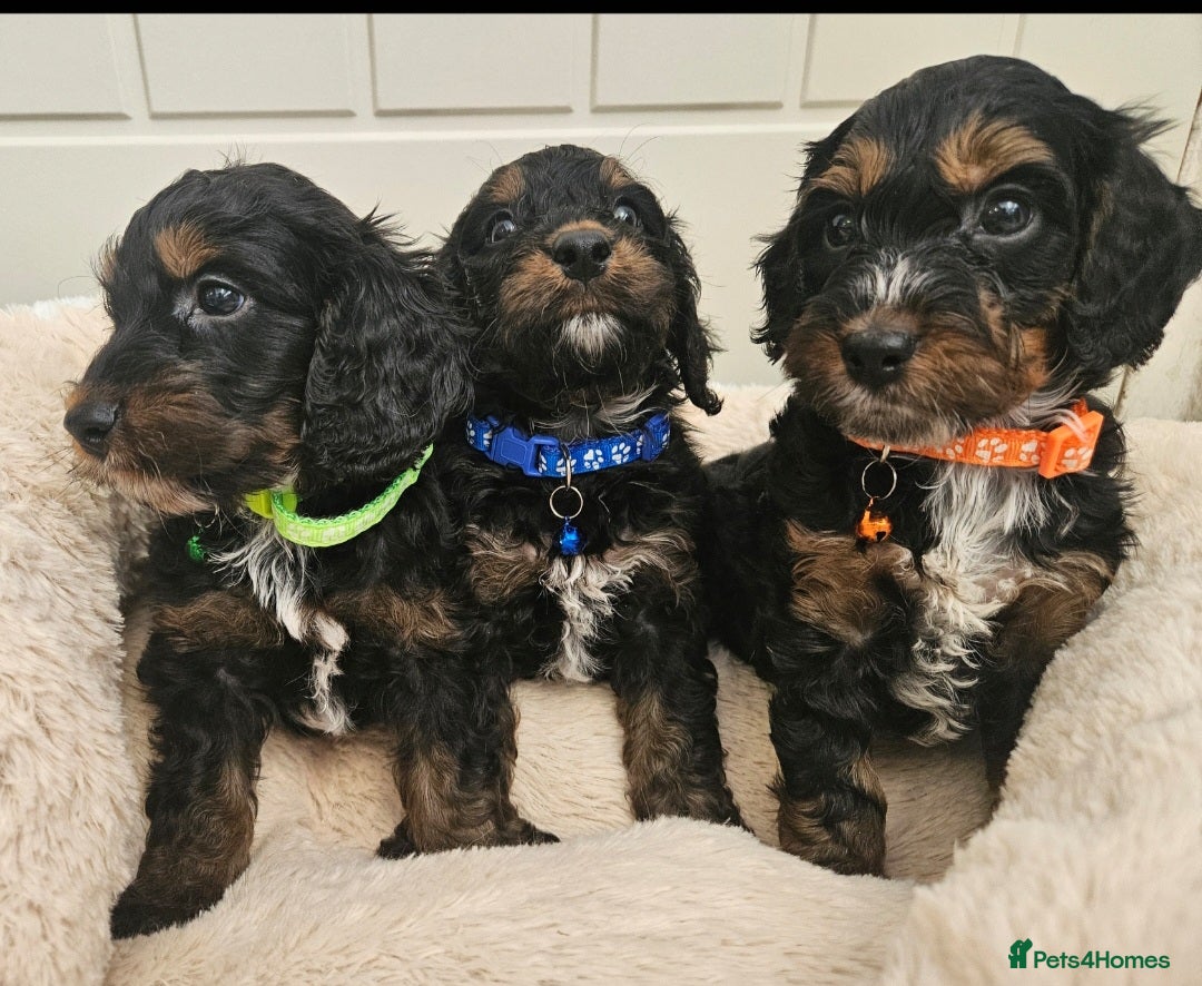 Cockapoo dogs Ready for new homes Saturday, licensed breeder!! - Advert 1