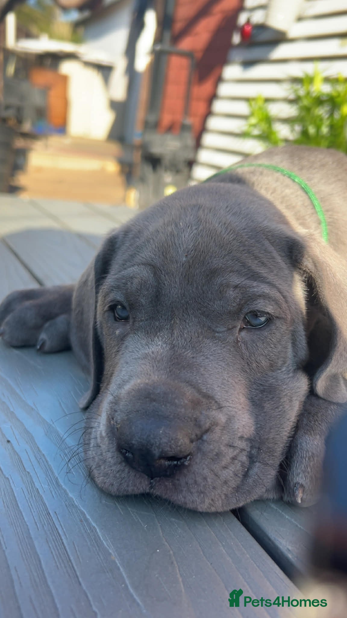 Great Dane dogs 1 blue boy 2 female dane pups left - Advert 3