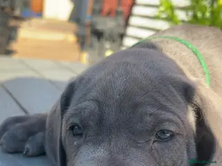 Great Dane dogs 1 blue boy 2 female dane pups left - Advert 3