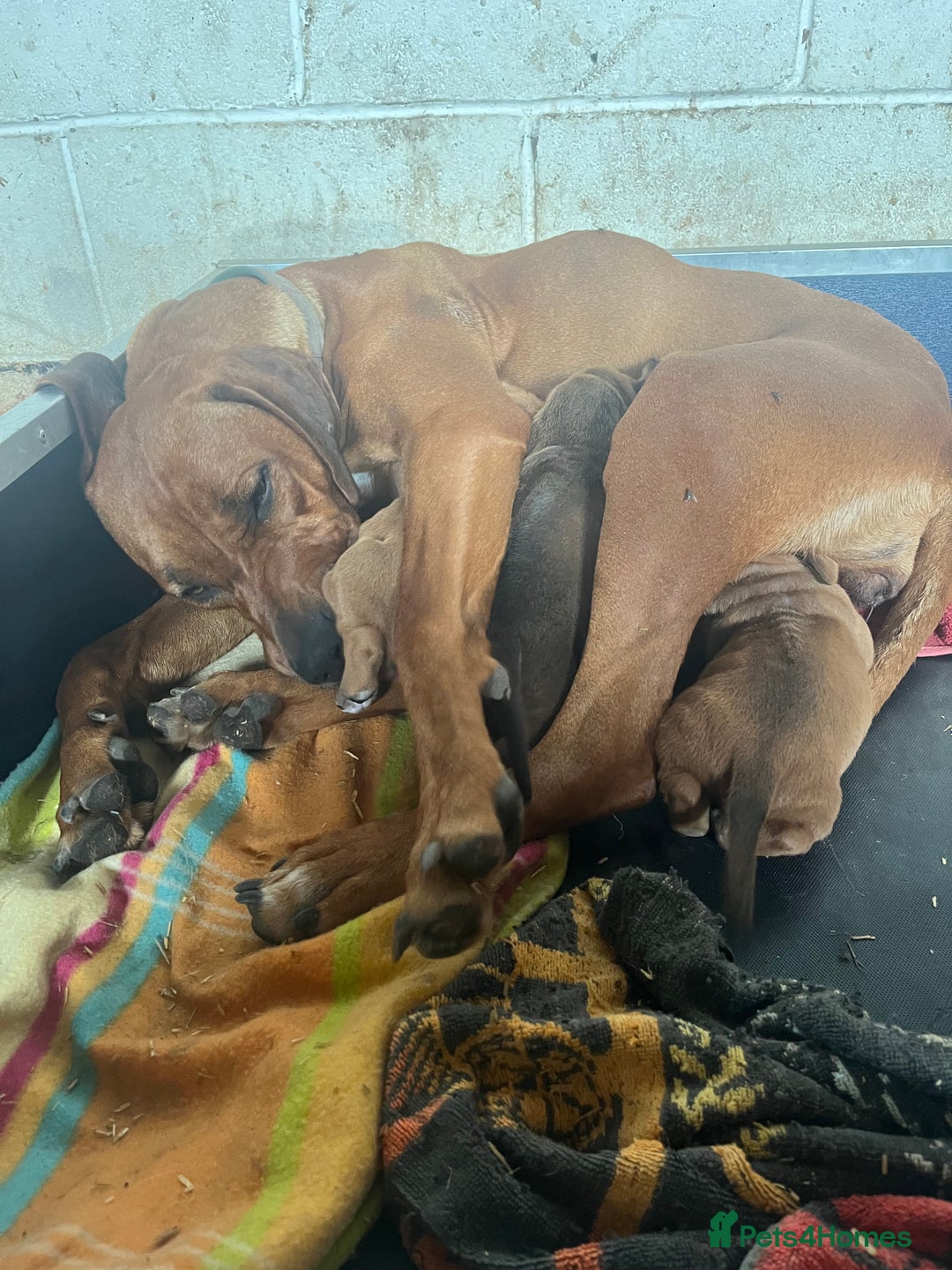 Rhodesian Ridgeback dogs for sale: Exquisite litter Rhodesian Ridgebacks - Image 1