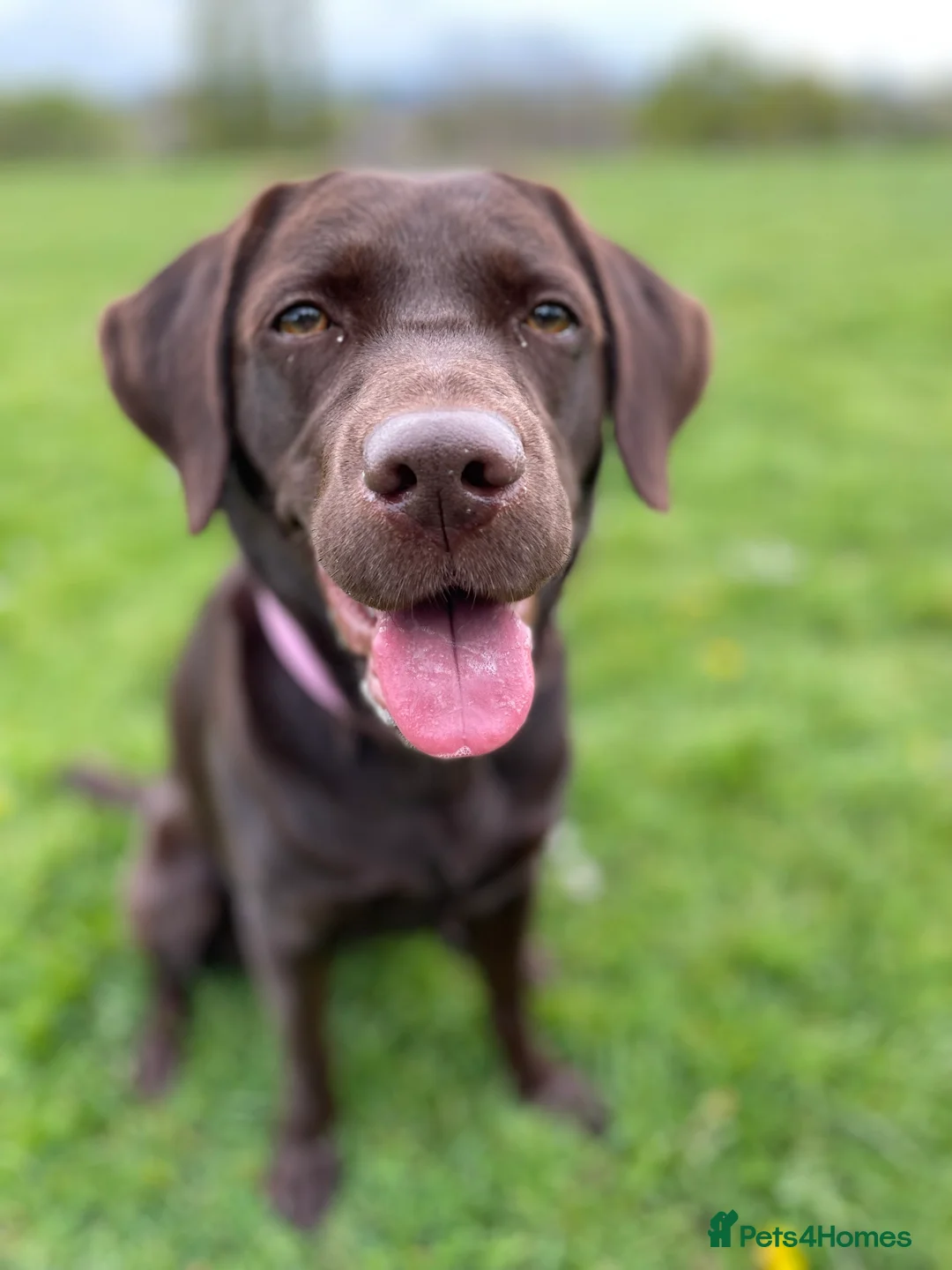 Labrador Retriever dogs for sale: Chocolate female Labrador  - Advert 13