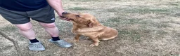 Labrador Retriever dogs for sale: Ready now. Fox red labradors in Gainsborough - Advert 6