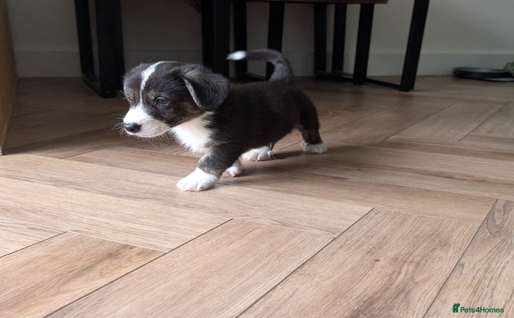 Welsh Corgi Cardigan dogs - Advert 2