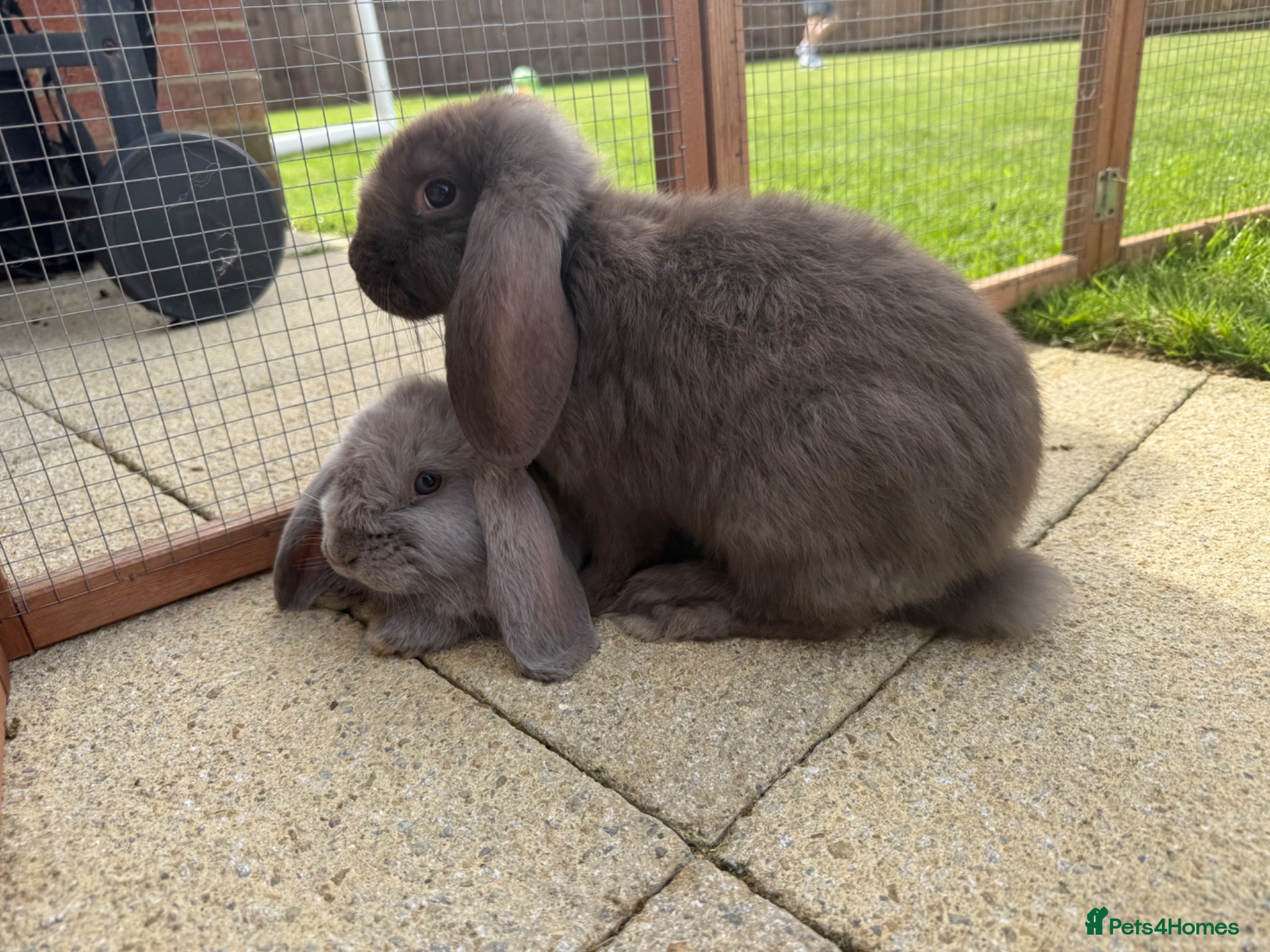 French Lop rabbits for sale: Purebred Giant French Lop - Advert 2