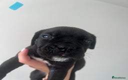 Cane Corso dogs for sale: Yuki X Aries Russian Champ Bloodline Puppies - Image 17