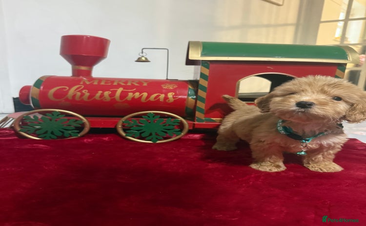 Cockapoo dogs F2 cockapoo puppies  - Advert 10