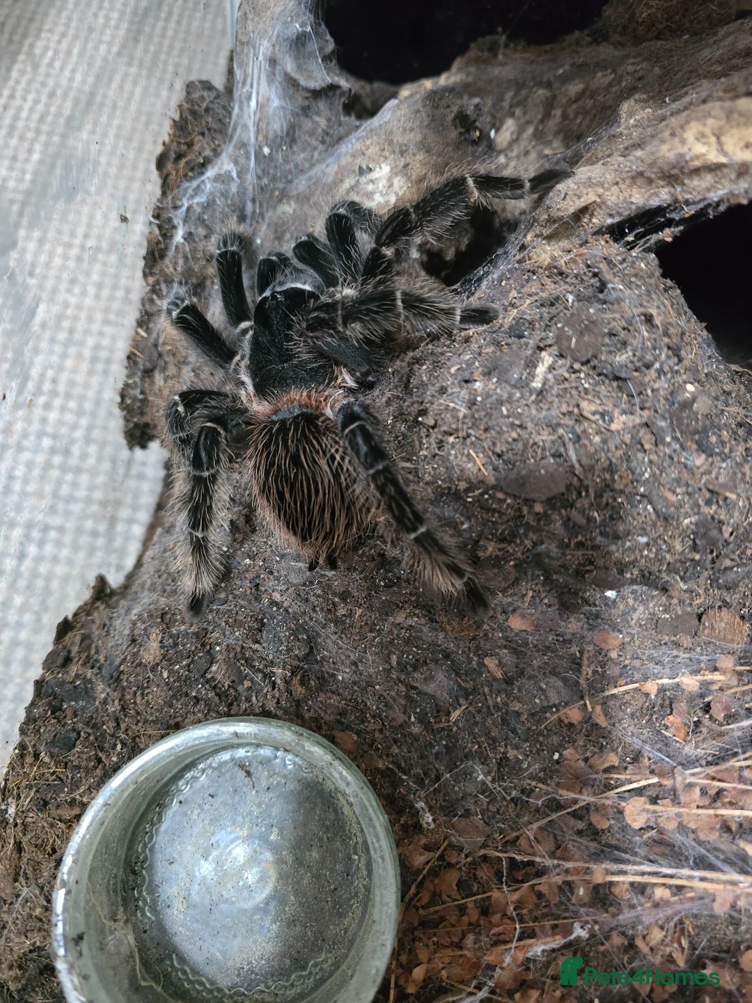 Tarantulas invertebrates for sale: Salmon Pink Birdeater - Advert 2