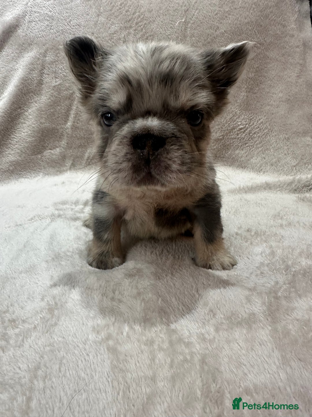 French Bulldog dogs for sale: RARE FLUFFY FRENCHIES! LAST 3 LEFT!!!! - Advert 14