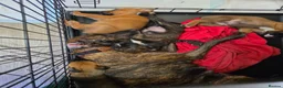 Mixed Breed dogs for sale: 2 Lurcher x Boxer puppies - Advert 24