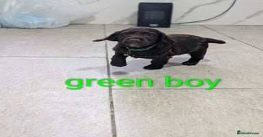 Cocker Spaniel dogs Working cocker puppies for sale  - Advert 2