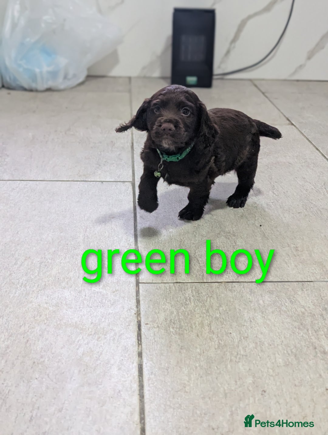 Cocker Spaniel dogs for sale: Working cocker puppies for sale  - Advert 4