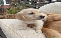 Golden Retriever dogs for sale: Golden Retriever Puppies – Family Raised - Image 11