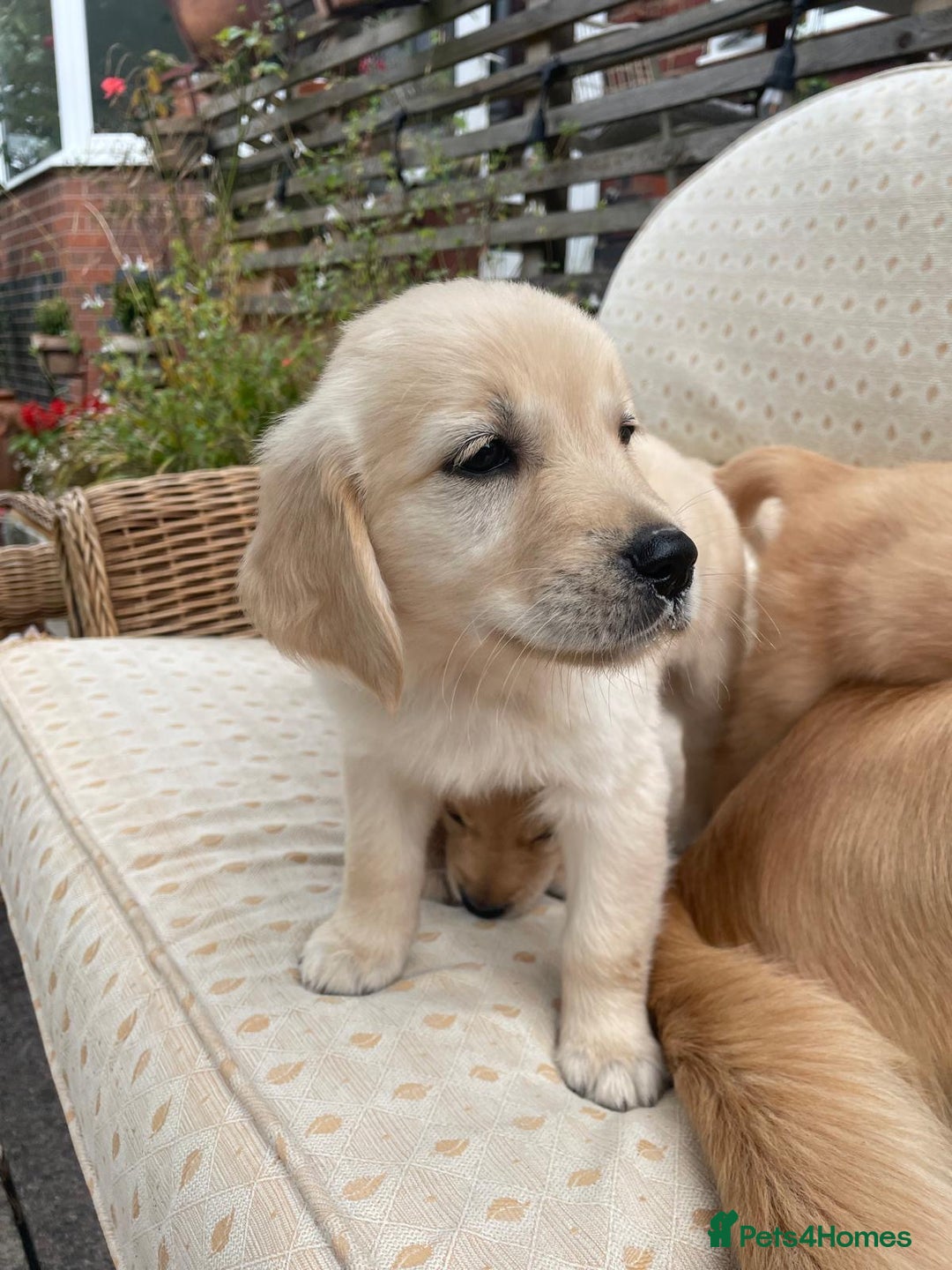 Golden Retriever dogs for sale: Golden Retriever Puppies – Family Raised - Image 11