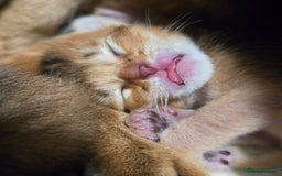 Abyssinian cats for sale: Stunning kittens ready now - Image 1