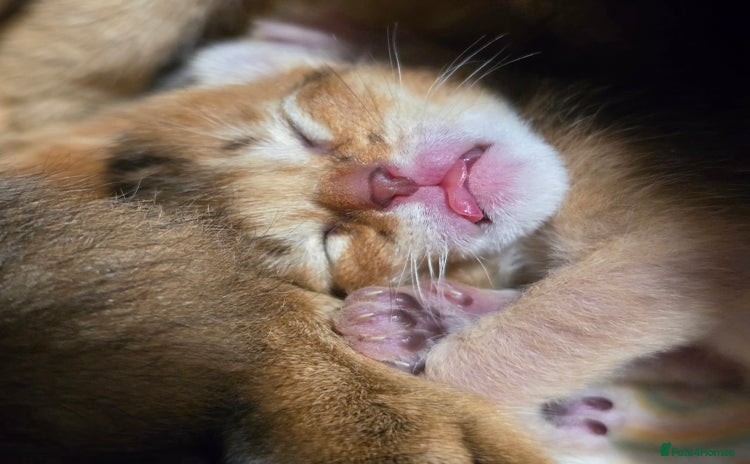 Abyssinian cats - Advert 1