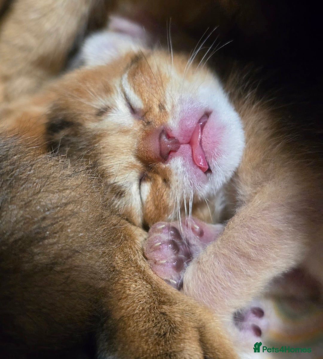 Abyssinian cats for sale: Stunning kittens ready now - Image 1