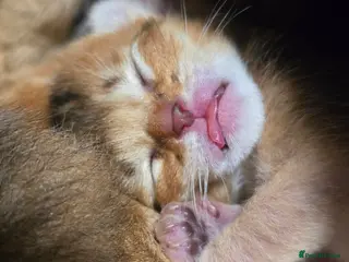 Abyssinian cats Stay tuned :) - Advert 2