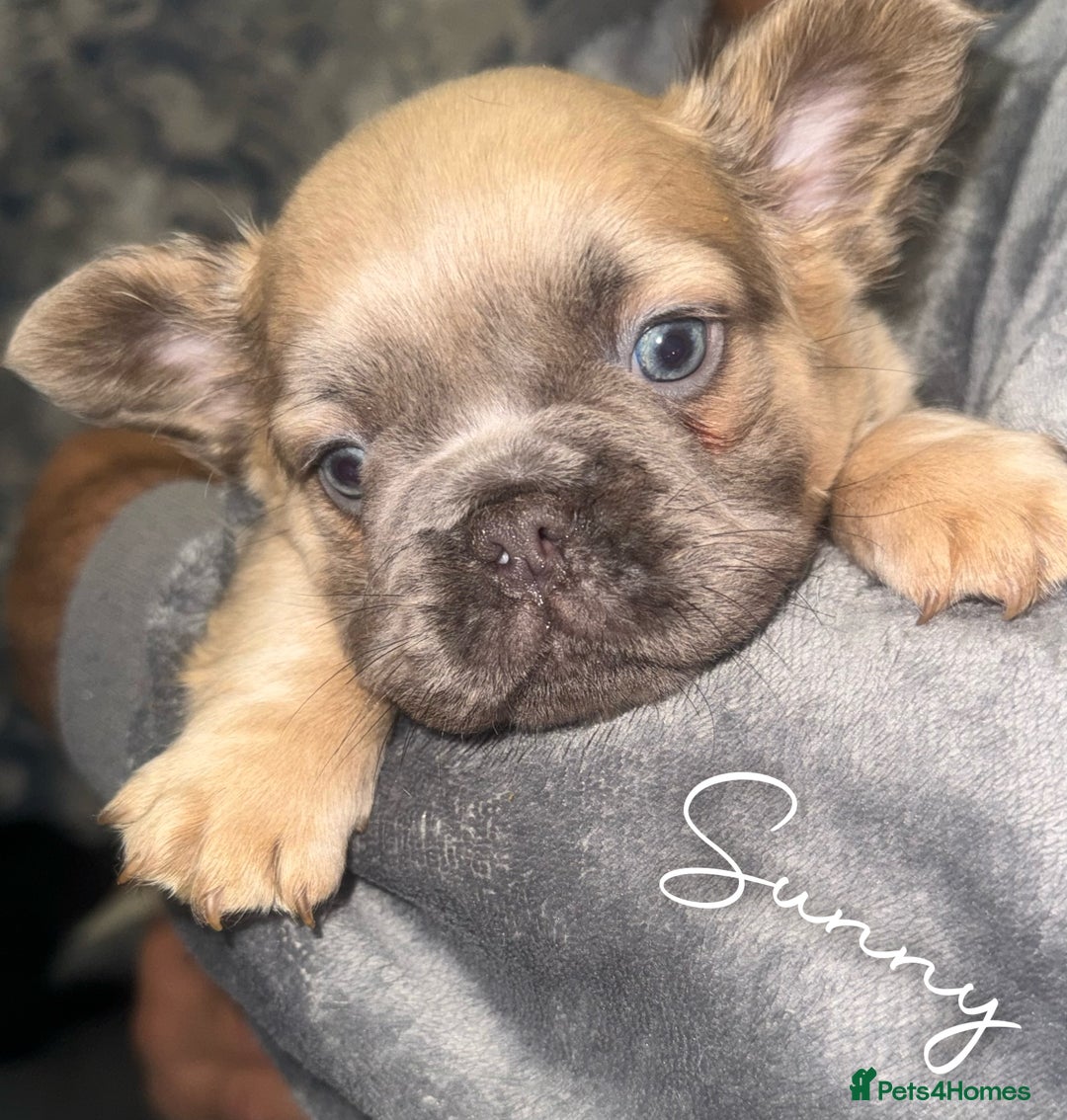 French Bulldog dogs for sale: Fluffy & testable frenchies - Advert 4