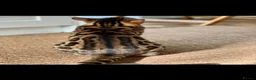 Bengal cats for sale: Mr.Atesh - Advert 4