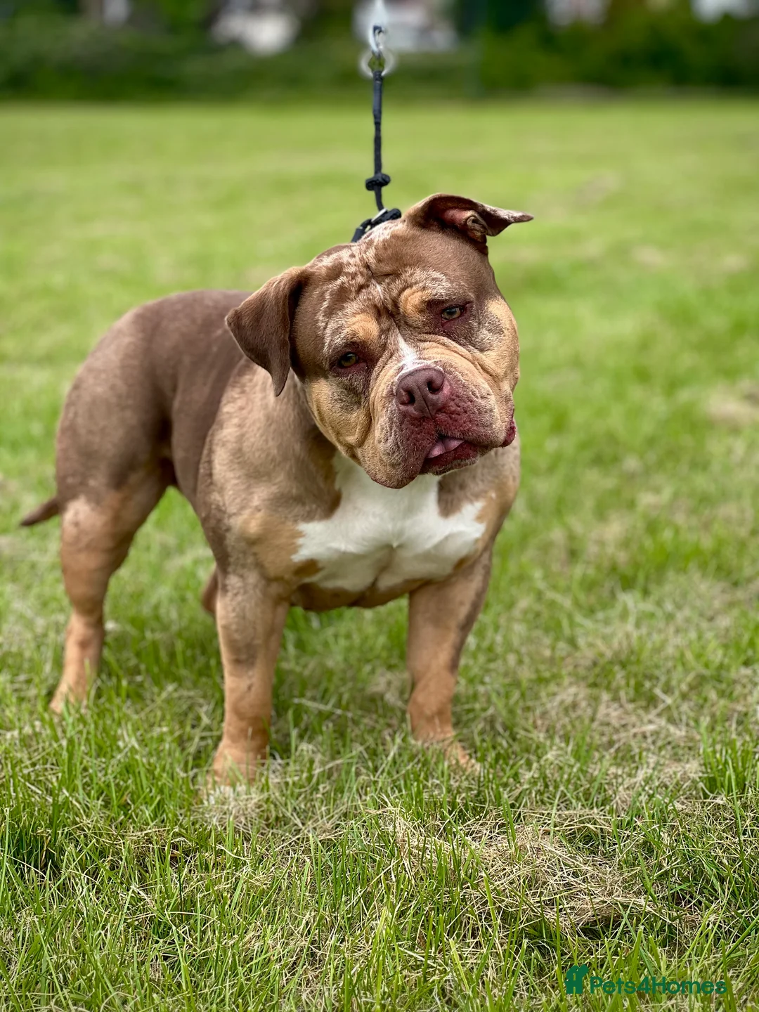 American Bulldog dogs for sale: Pocket bully female  - Advert 1