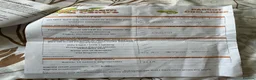 Conures birds for sale: Handreared talking  lutino conure for sale - Advert 3
