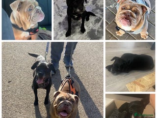 Mixed Breed dogs 5 beautiful girl puppy - Advert 2