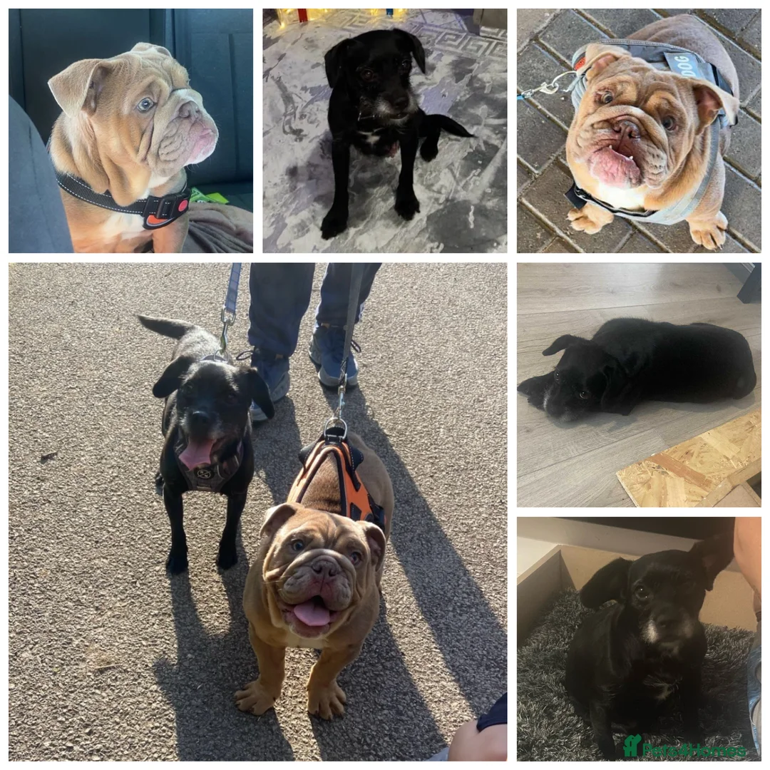 Mixed Breed dogs for sale: *REDUCED*Only 2 beautiful girl pups left - Advert 2