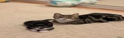 Mixed Breed cats for sale: Adorable kittens available  - Advert 13
