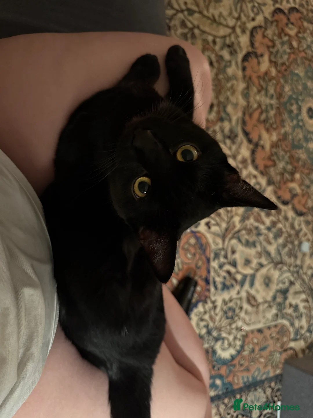 Mixed Breed cats for sale: Black cat  - Advert 2