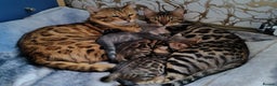 Bengal cats for sale: Bengal kittens - 2 girls and 1 boy - Advert 7