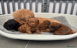 Toy Poodle dogs for sale: Kc reg toy poodle puppies - Image 12