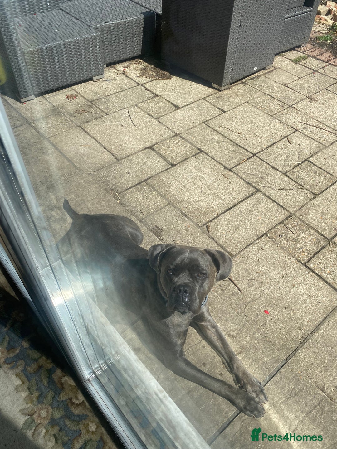 Cane Corso dogs for sale: Bonnie  - Image 2