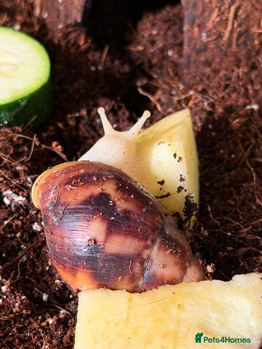 Snails invertebrates for sale: Giant African land snails for sale  - Advert 4