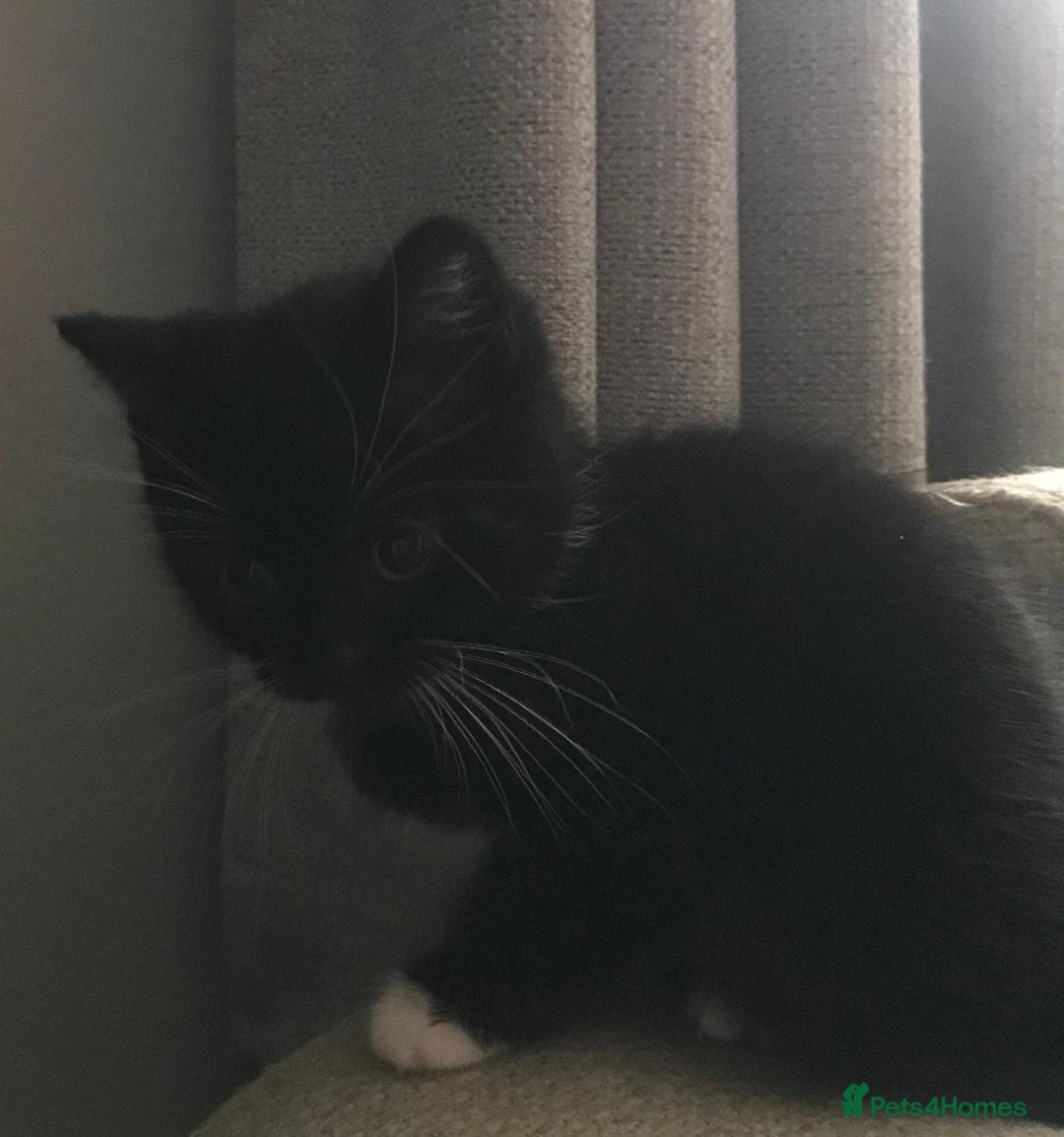 Mixed Breed cats for sale: Male black and white kitten  - Advert 7