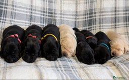 Labrador Retriever dogs for sale: Labrador puppies - (5 weeks free insurance) - Image 1