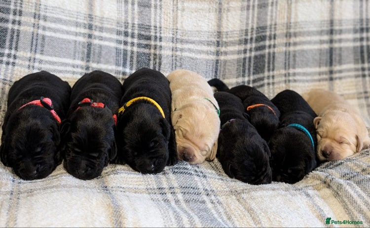 Labrador Retriever dogs - Advert 11