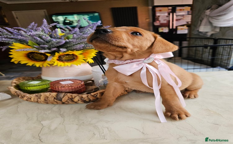 Labrador Retriever dogs - Advert 9