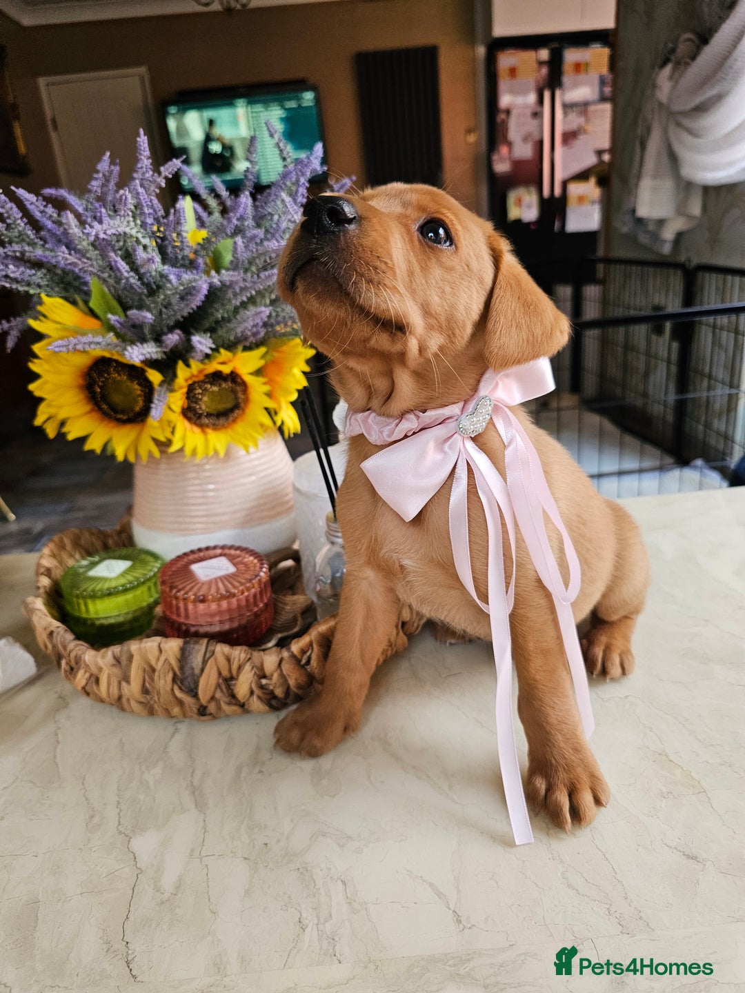 Labrador Retriever dogs for sale: Red Fox Labrador . Ready to Leave 😘 - Image 1