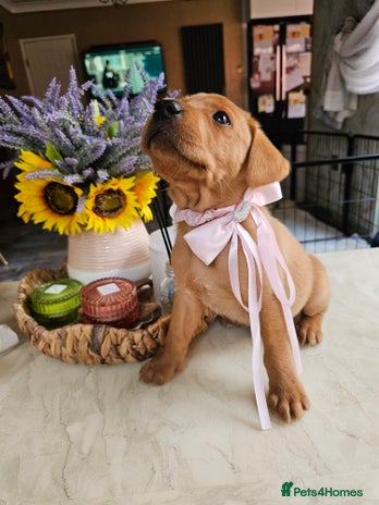 Labrador Retriever dogs - Advert 9