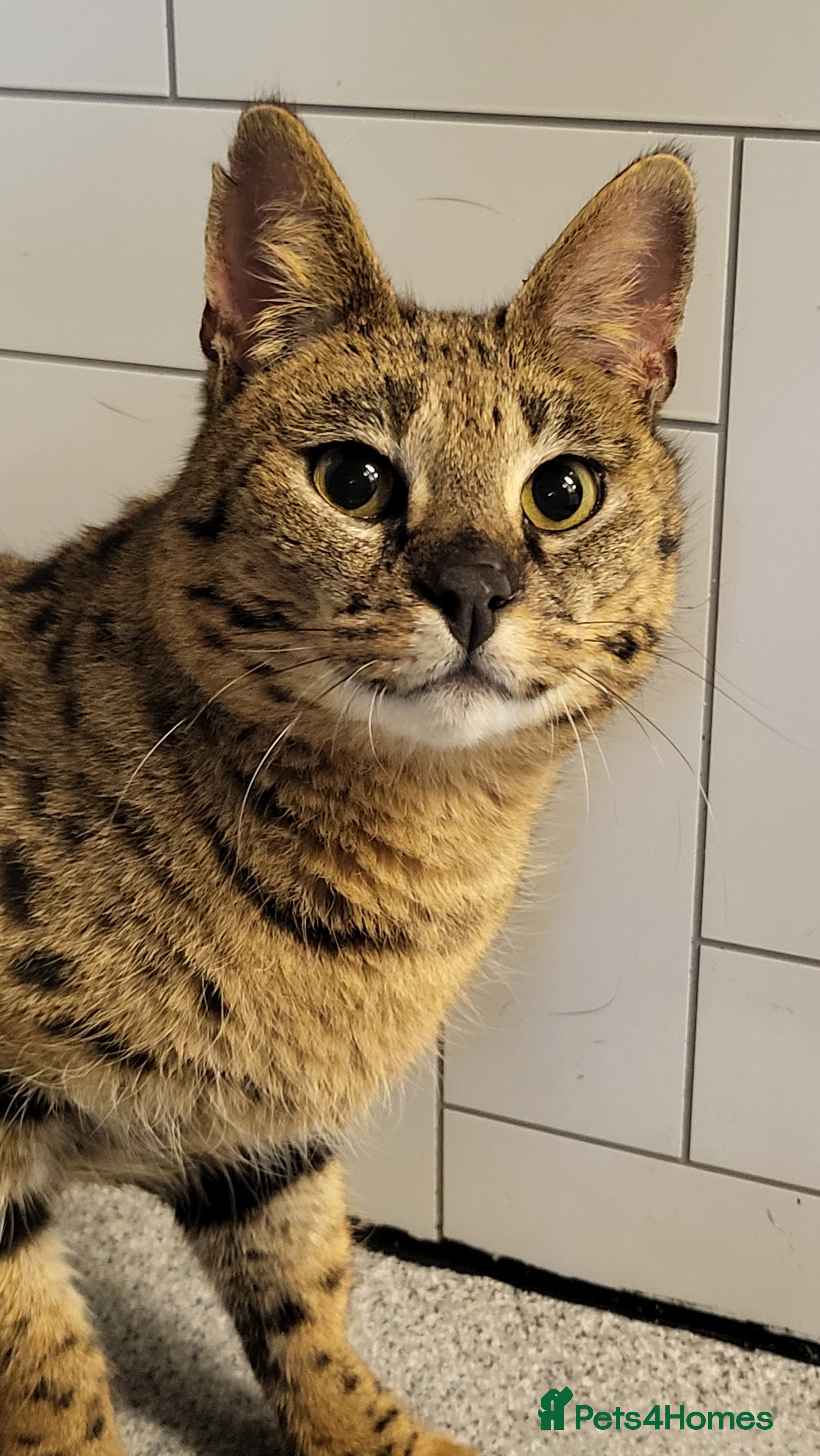 Savannah cats Stunning F1 Savannah Cat - Advert 7