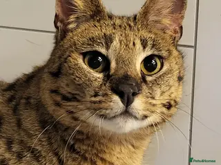 Savannah cats Stunning F1 Savannah Cat - Advert 7