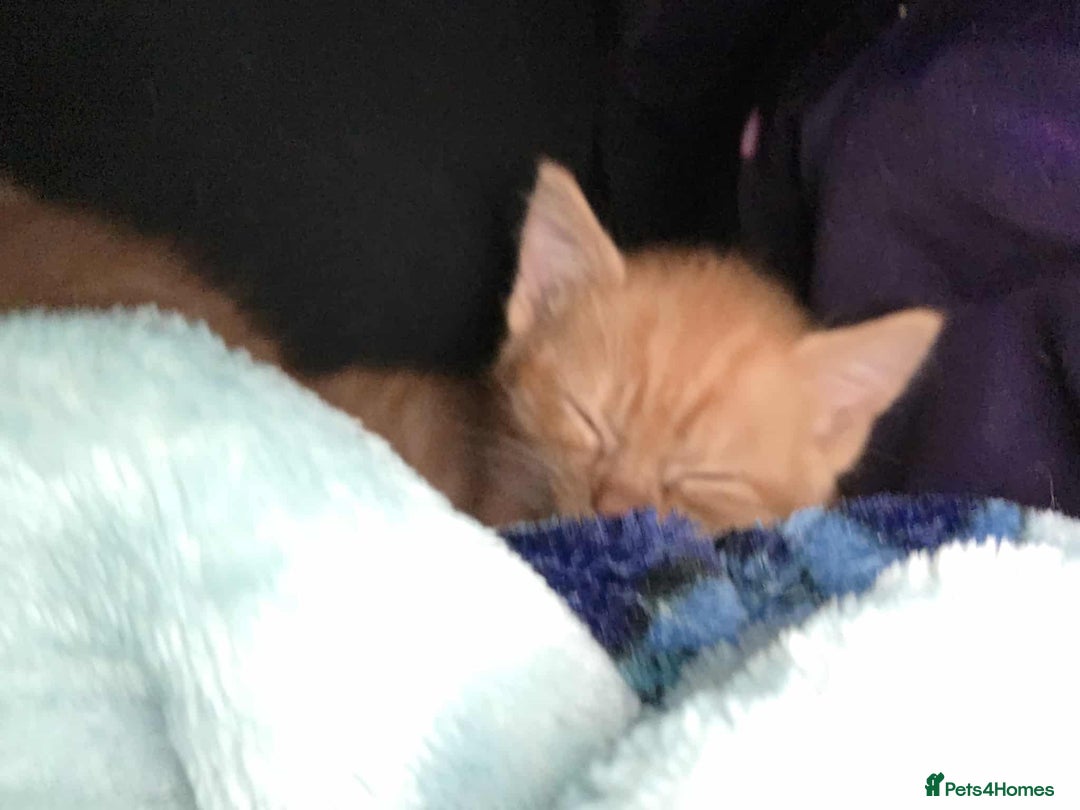 Mixed Breed cats for sale: 2 Ginger Kitties - Image 5