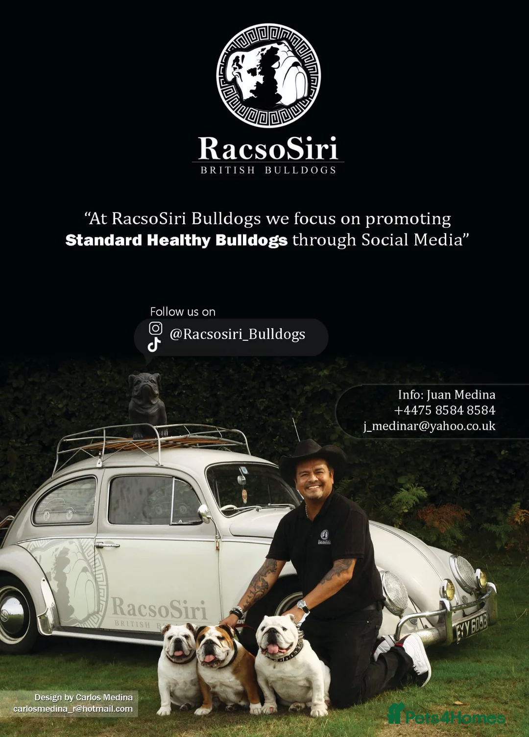 English Bulldog dogs for stud: Qualified Crufts20/21/22/23/24 Health Certificates in Slough - Advert 6