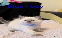 Ragdoll cats for sale: Stunning Ragdoll kittens - Image 3