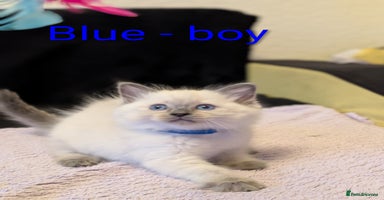 Ragdoll cats - Advert 13