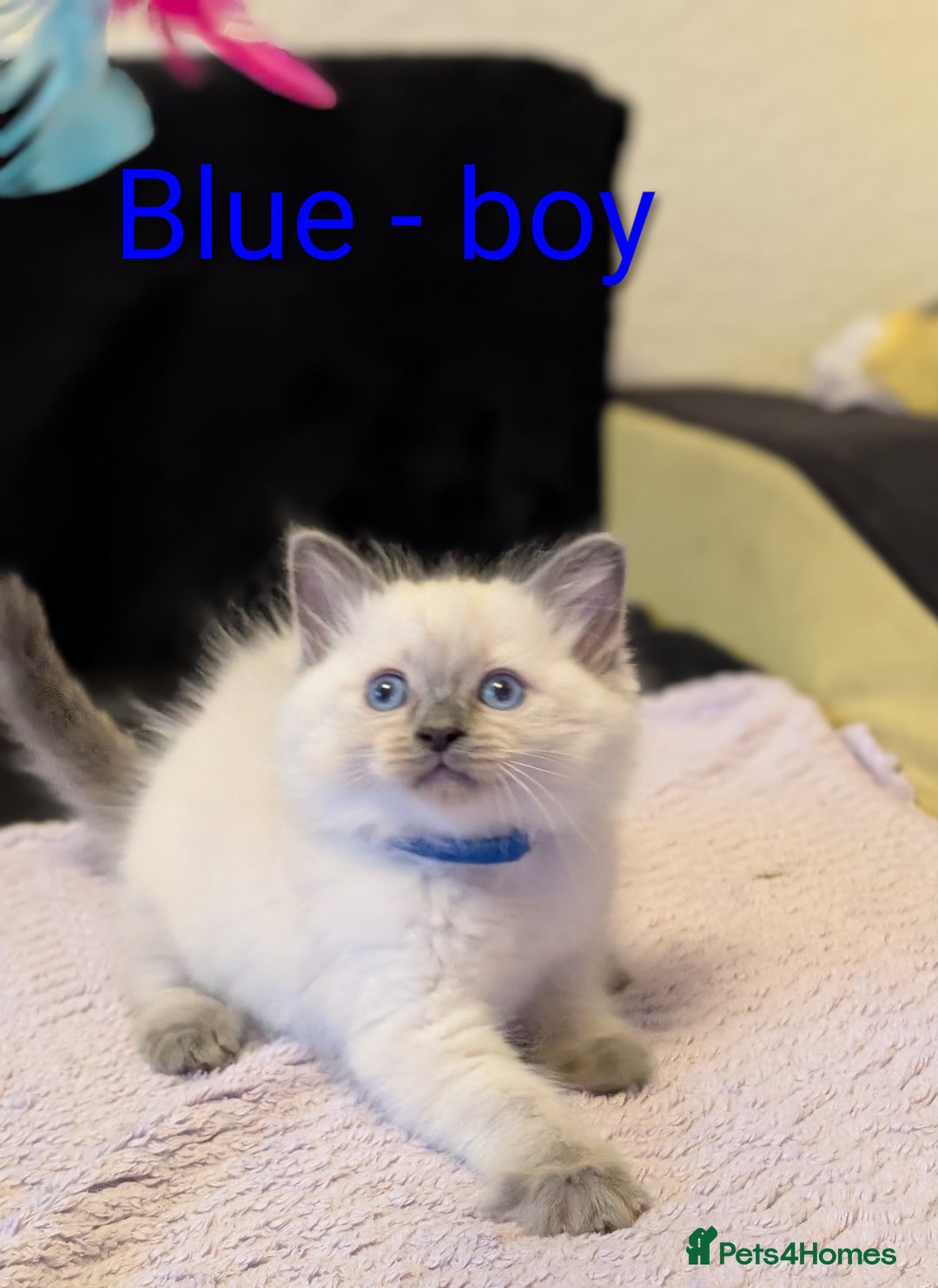 Ragdoll cats for sale: Stunning Ragdoll kittens - Image 3